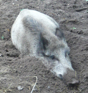 Wildschwein vergraben im Sand